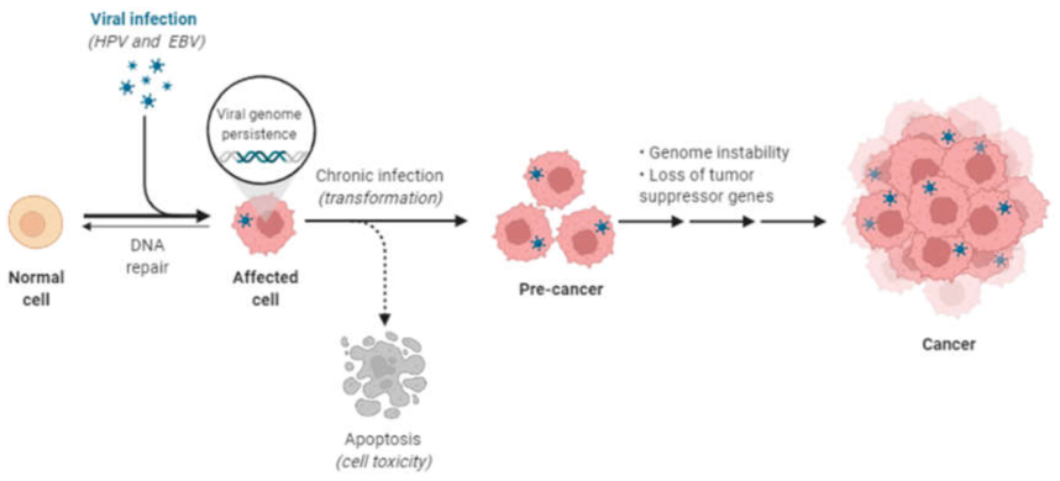 Figura 2: Decisiones de la célula ante daño en DNA causado por virus