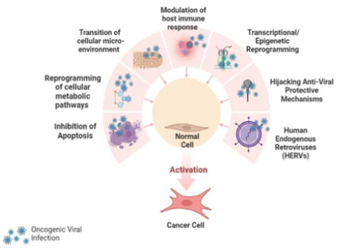 Figura 3: Mecanismos carcinogénicos de los virus