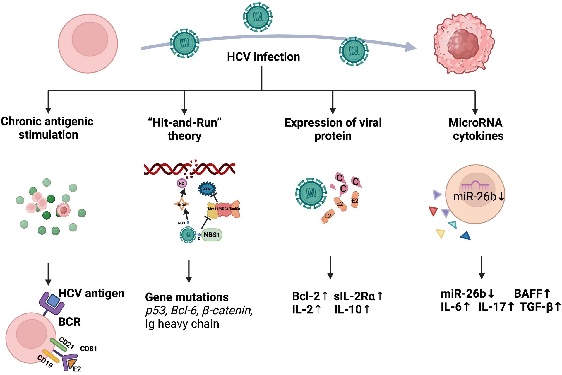 Figura 12: Mecanismos carcinogénicos del HCV