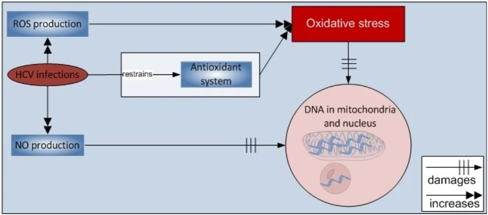 Figura 14: Efectos de ROS y NO en el DNA nuclear y mitocondrial