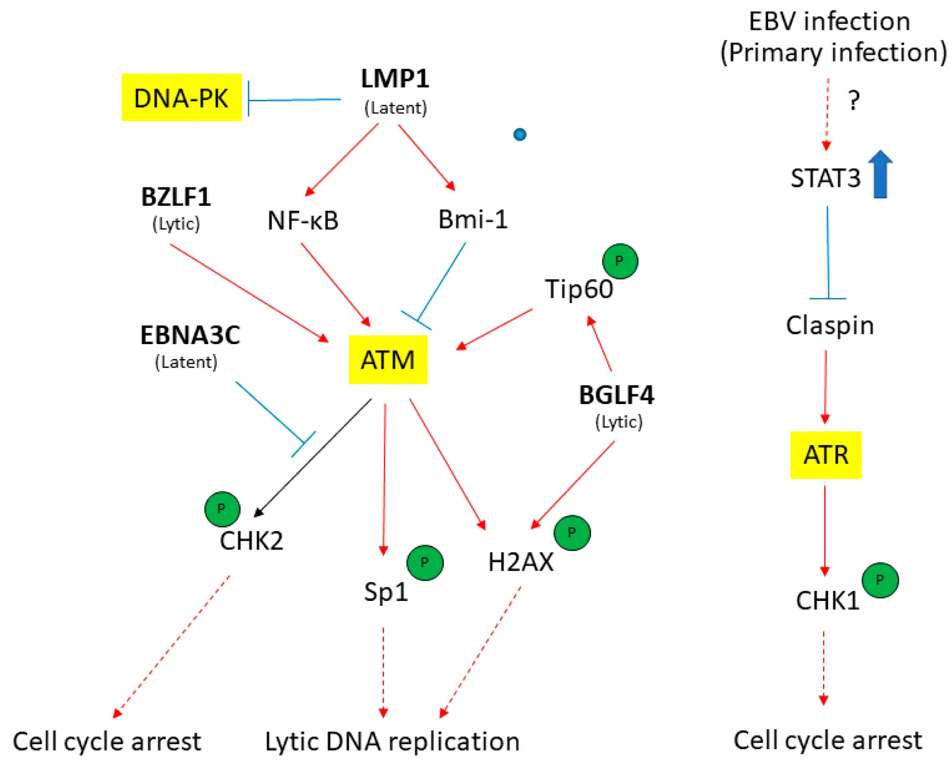 Figura 9: Esquema de acción de LMP1. Inhibición de DNA-PK y ATM.