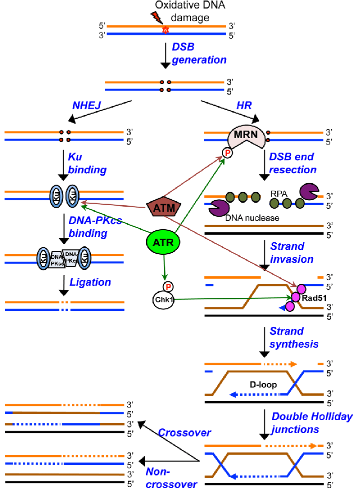 Figura 8: Vías de reparación de DSB: NHEJ y HR. Función de ATM y DNA-PK