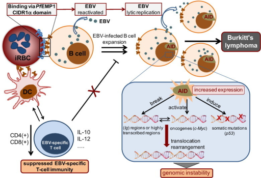 Figura 11: Sobreproducción de la desaminasa AID a causa del virus EBV y sus efectos mutagénicos
