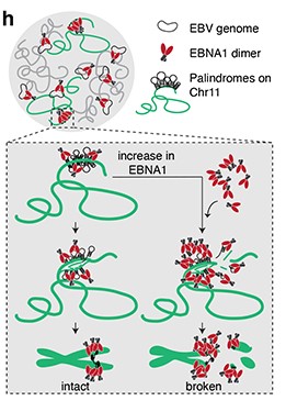 Figura 10: Acumulación de las proteínas EBNA1 en el cromosoma 11 provoca su rotura.